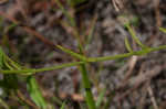 Shortleaf rose gentian